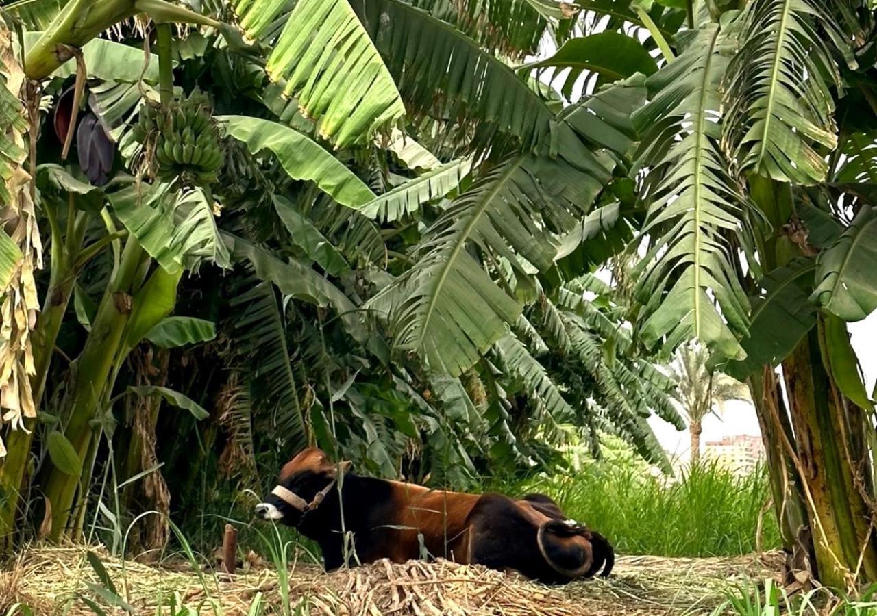 Il Campo Boutique Ecolodge El Hawamdeya エクステリア 写真